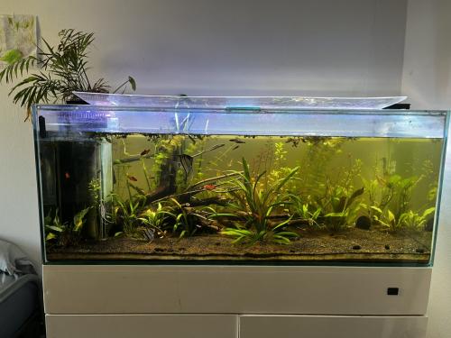 Aquarium 310L