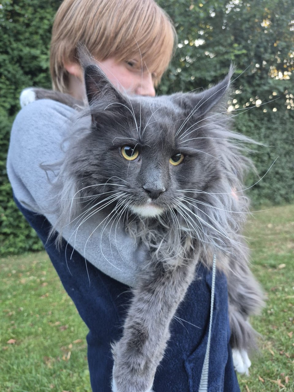 Maine coon dekkater (niet te koop)