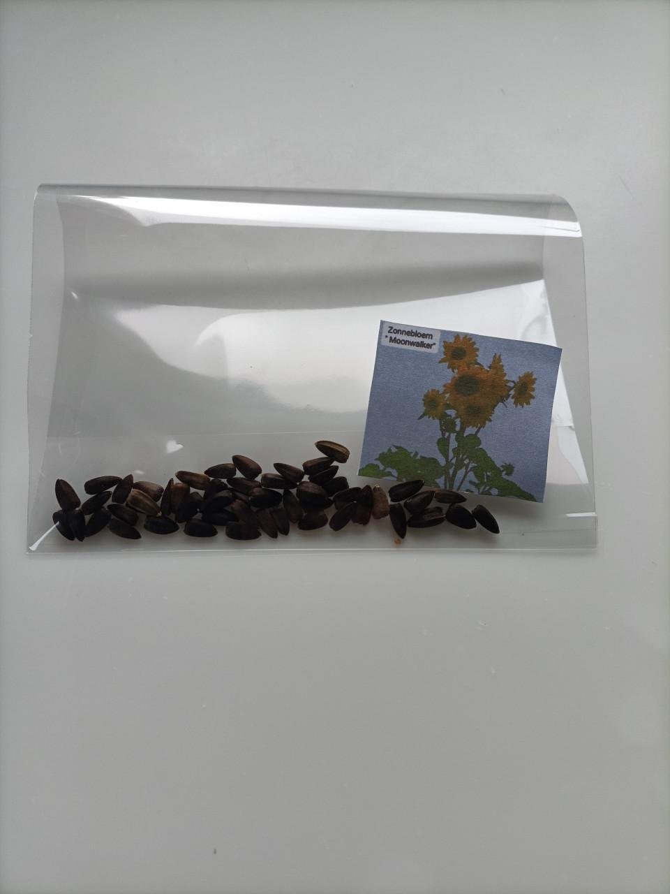 Zonnebloem zaden "Moonwalker"
