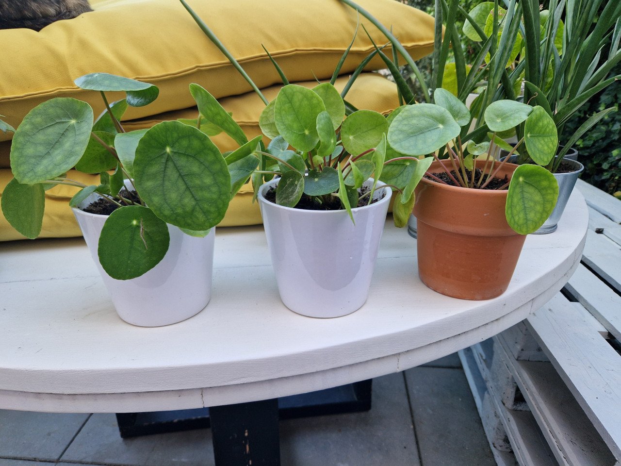 Planten