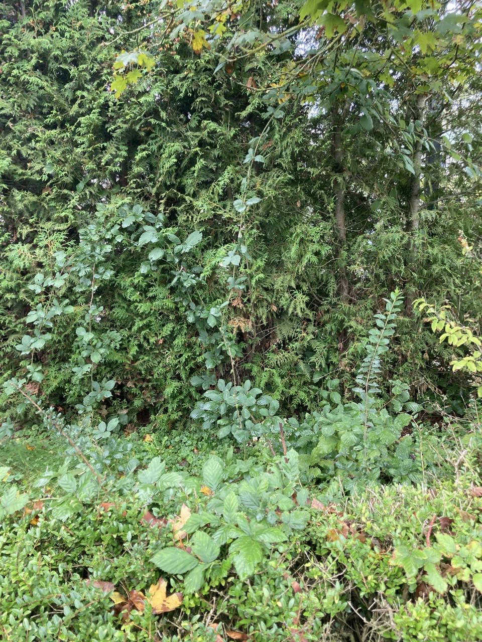 Hulp voor tuin gevraagd