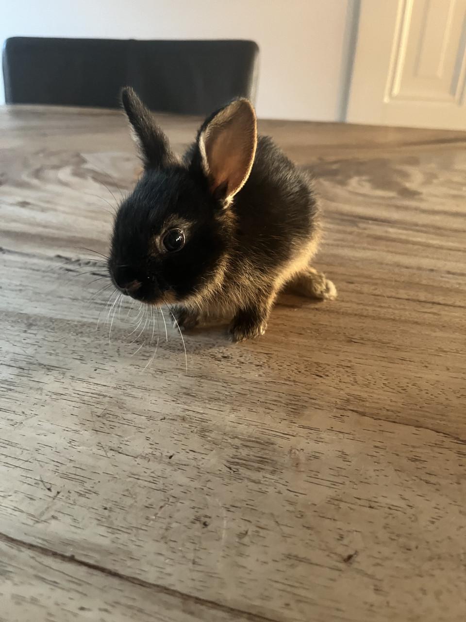 Baby konijnen te koop