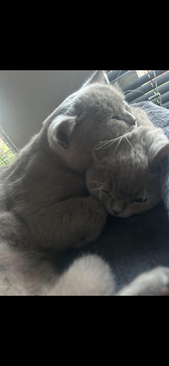 Britse korthaar 7,5 maand