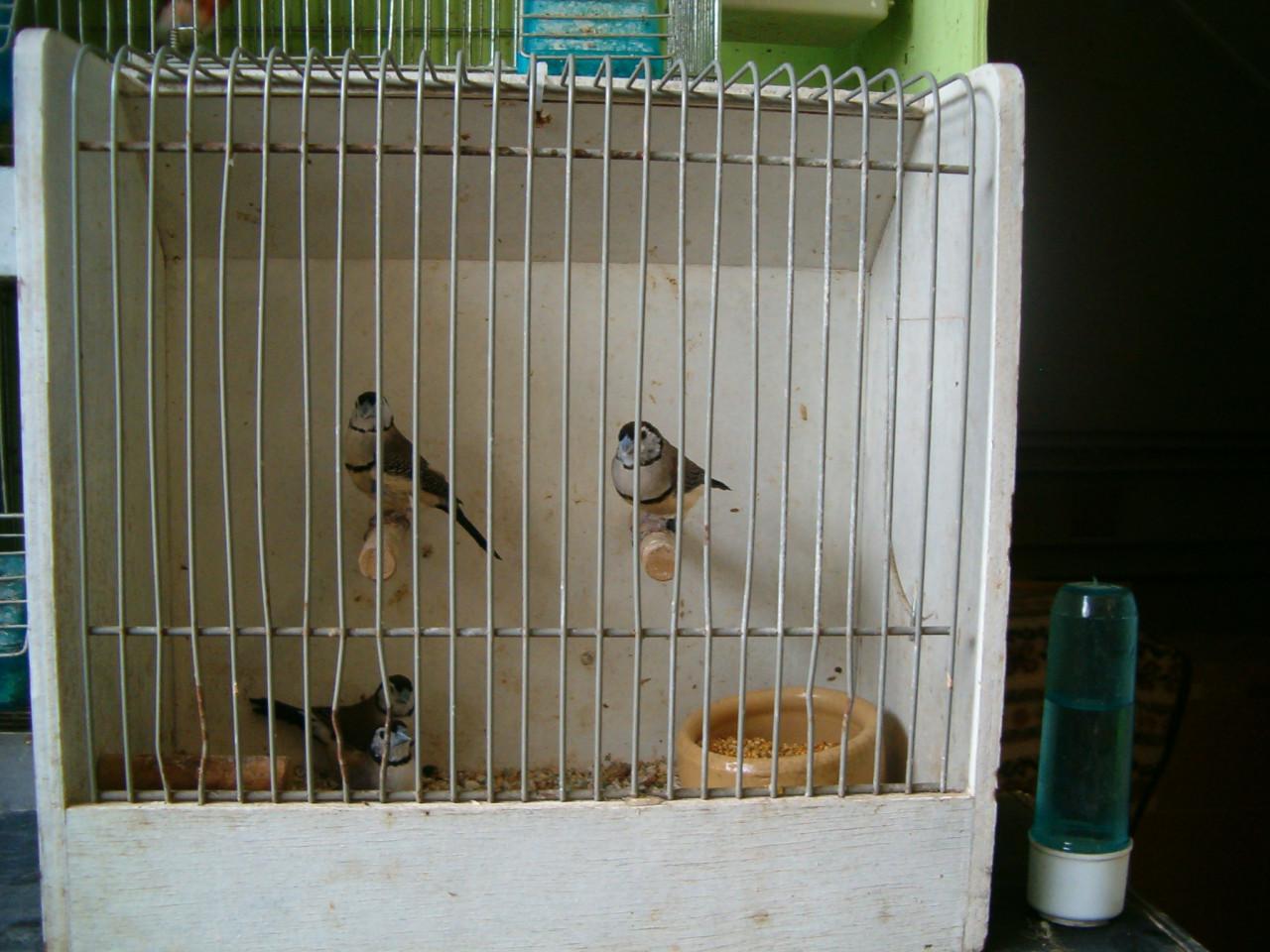 4 bichenows 7Gouldamadines koppels Potugese Harlekijn