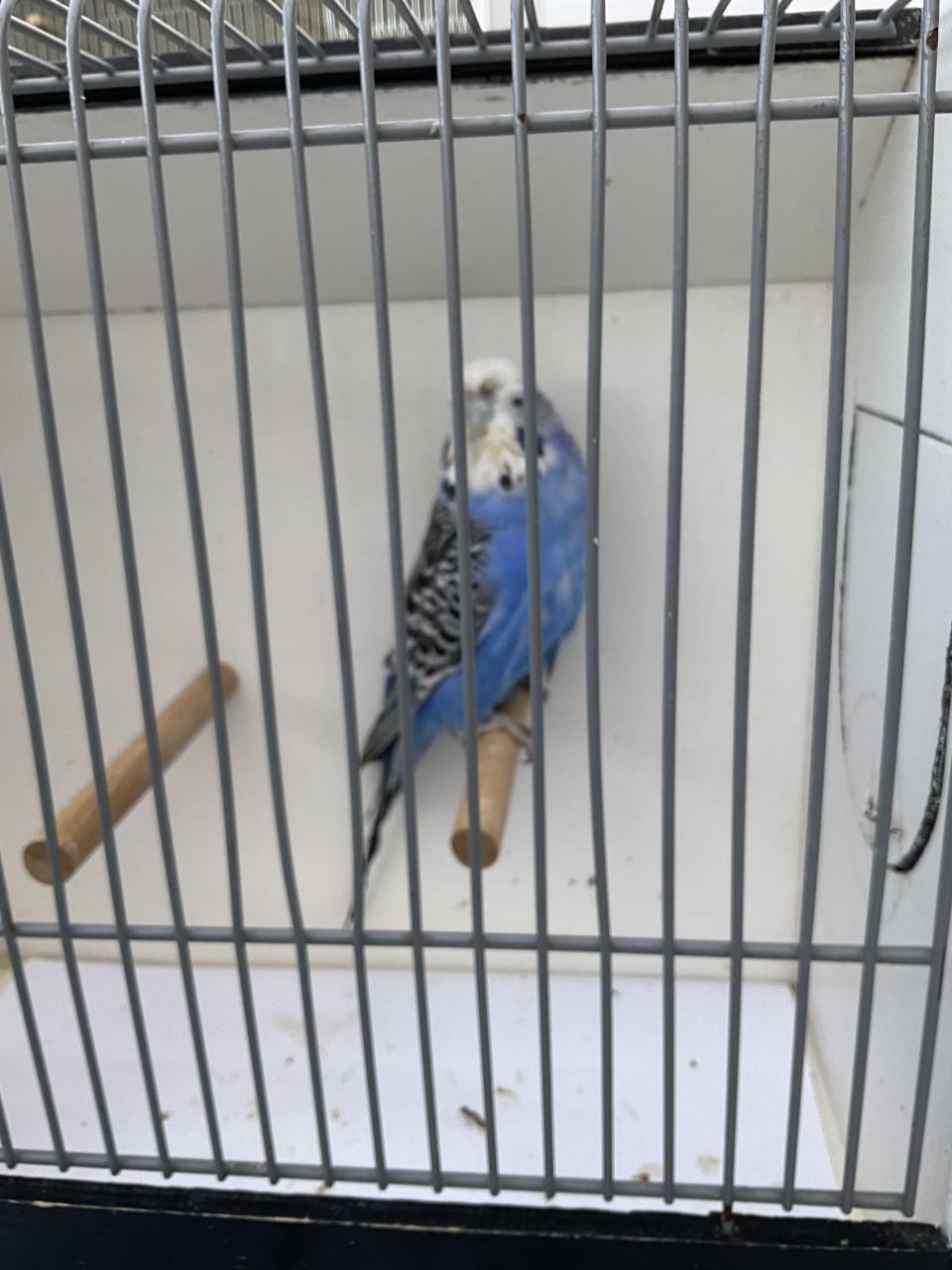 4 x mannelijke Engelse parkieten