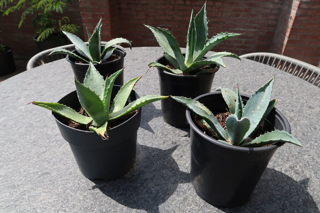 Te koop goed gewortelde en gezonde Agave ’s Americana €5,00 per stuk