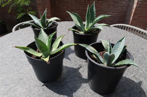 Te koop goed gewortelde en gezonde Agave ’s Americana €5,00 per stuk
