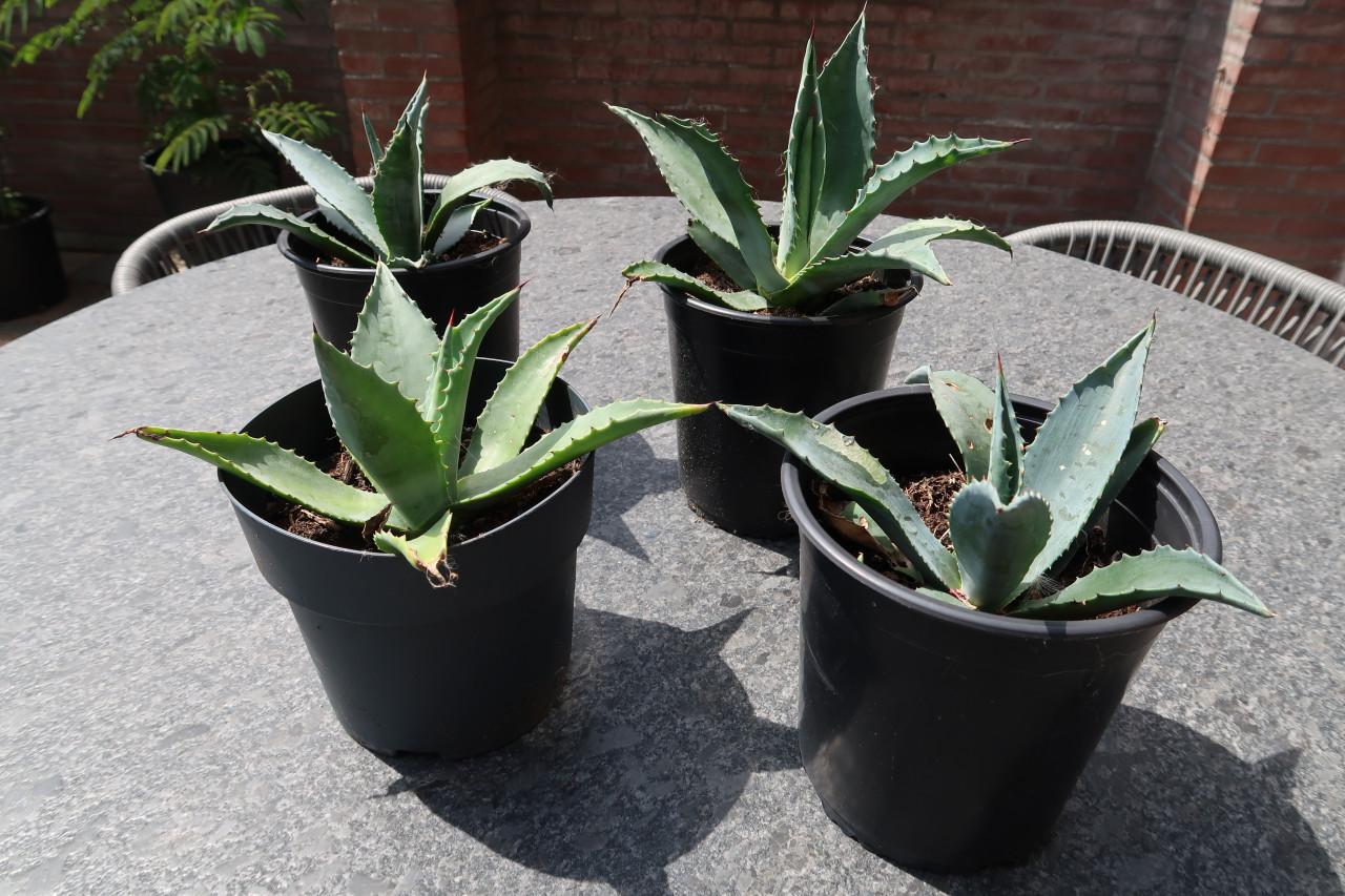 Nog 2 goed gewortelde en gezonde Agave ’s Americana €5,00 per stuk