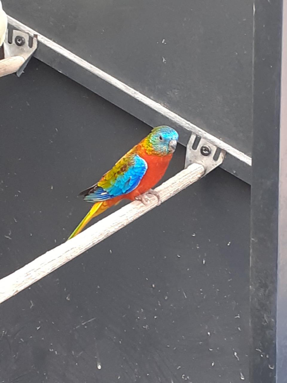 Turquoisineparkieten