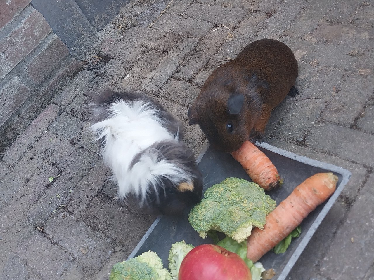Vrouwtjes cavia's