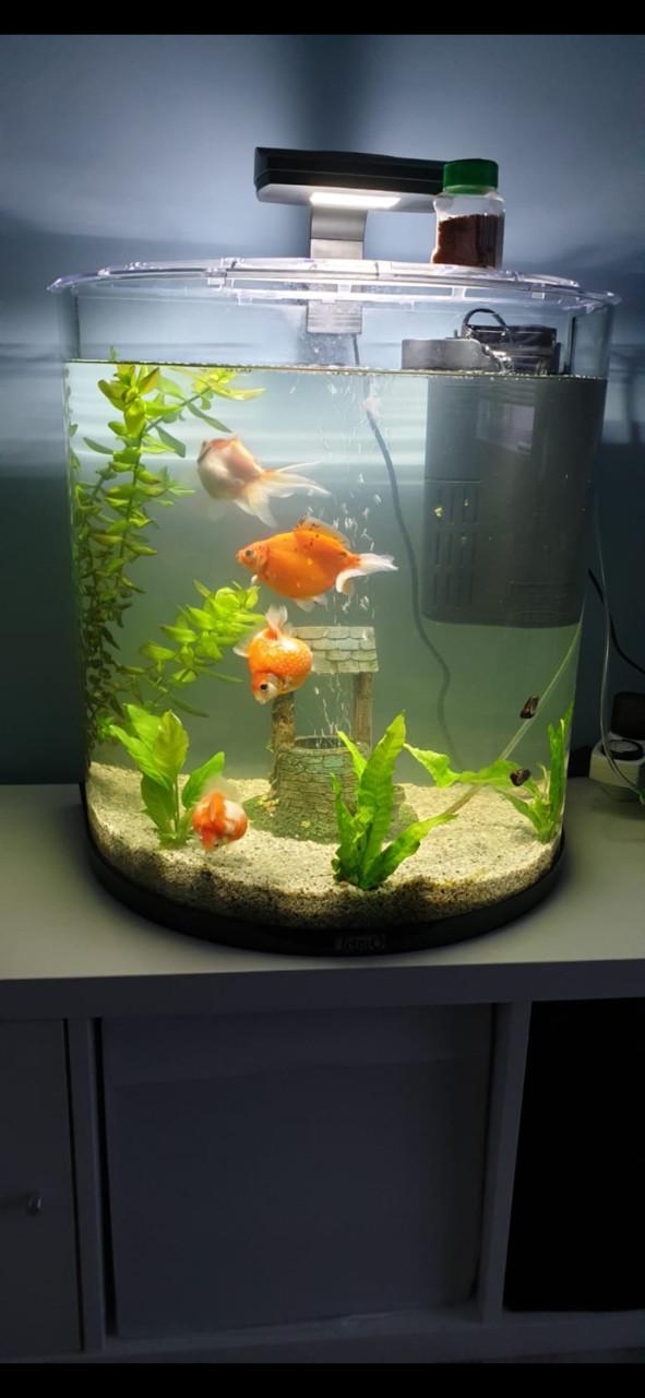 Prachtig halfrond aquarium.