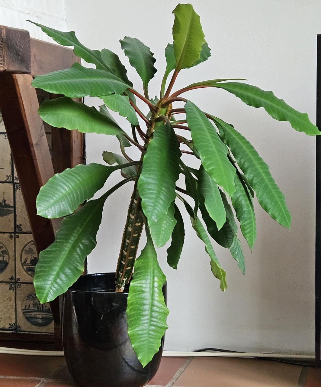 Stekje van mn Madagaskar juweel plant