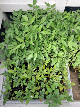 Tomatenplanten te koop