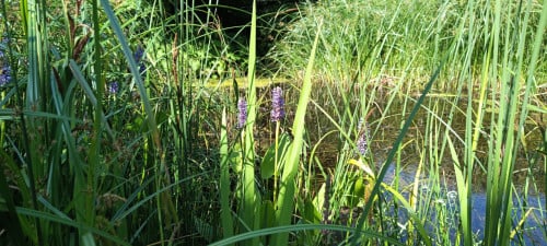 Mooie vijverplanten aangeboden: Krabbescheer en Snoekkruid. KOOPJE: € 4,-