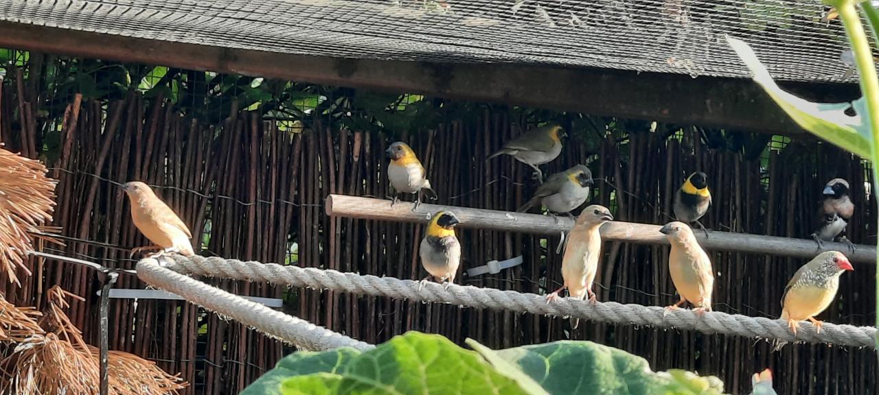 Cubavinken, 2 onverwante koppels