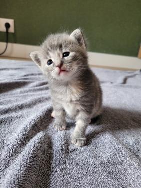 5 Kittens