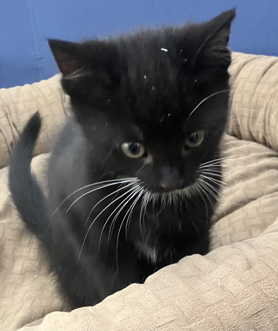 Kitten te koop