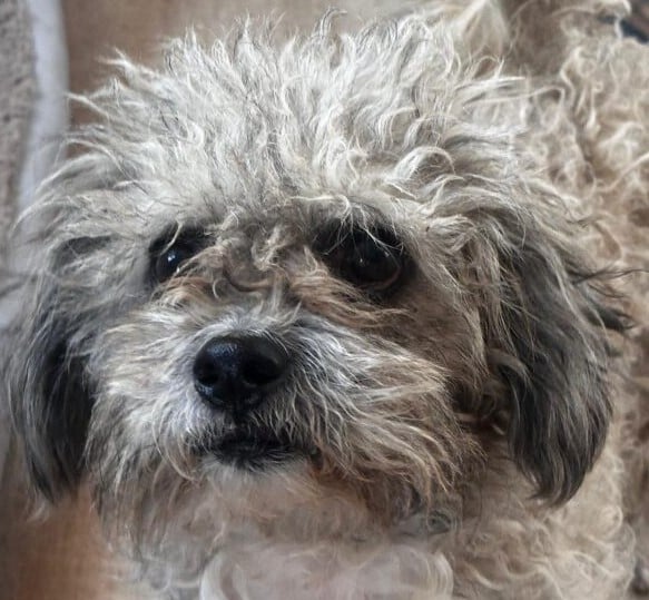 Lief klein hondje uit Roemenië zoekt eigen mandje.