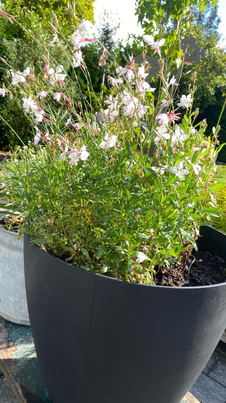 Mooie bloempot met VASTE PLANT 🌼