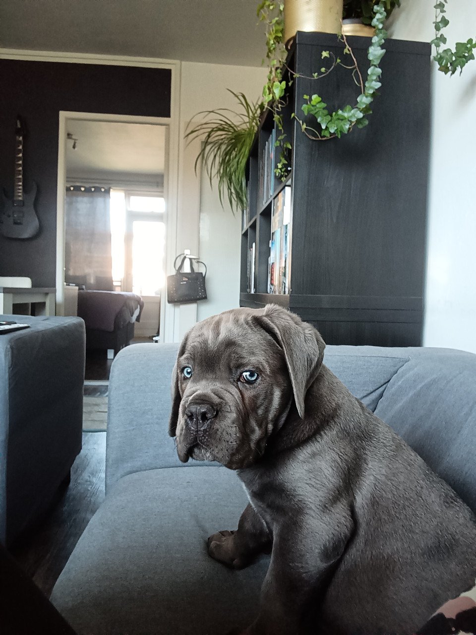 Mooie Cane Corso