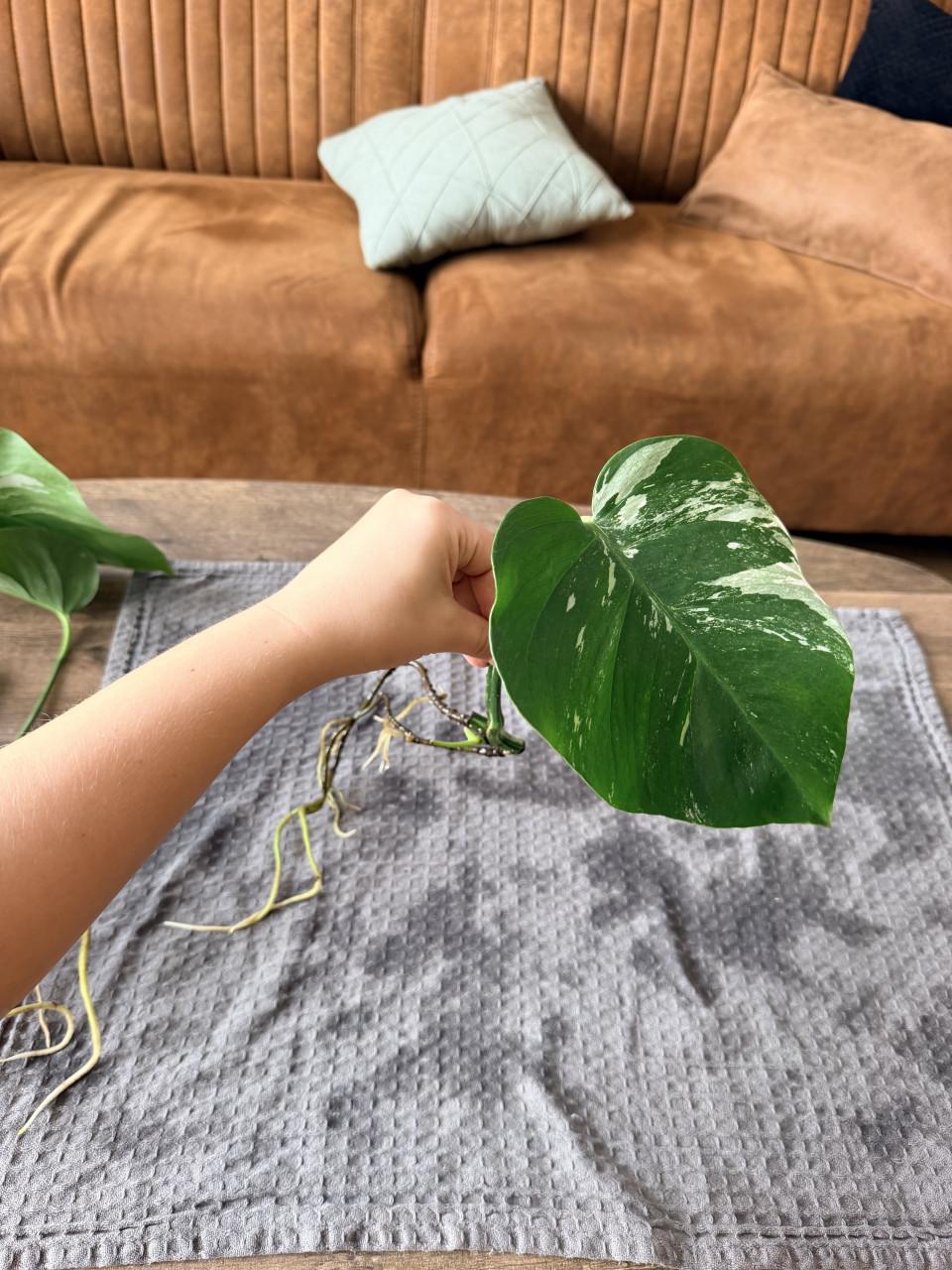 Monstera Deliciosa Variegata stekjes goed geworteld