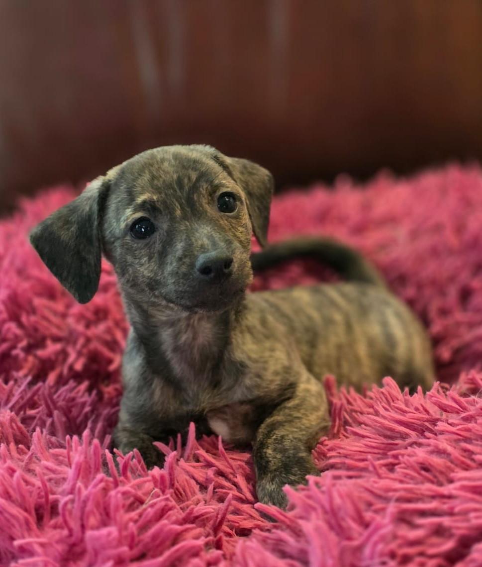 Prachtige Jack Russell puppies