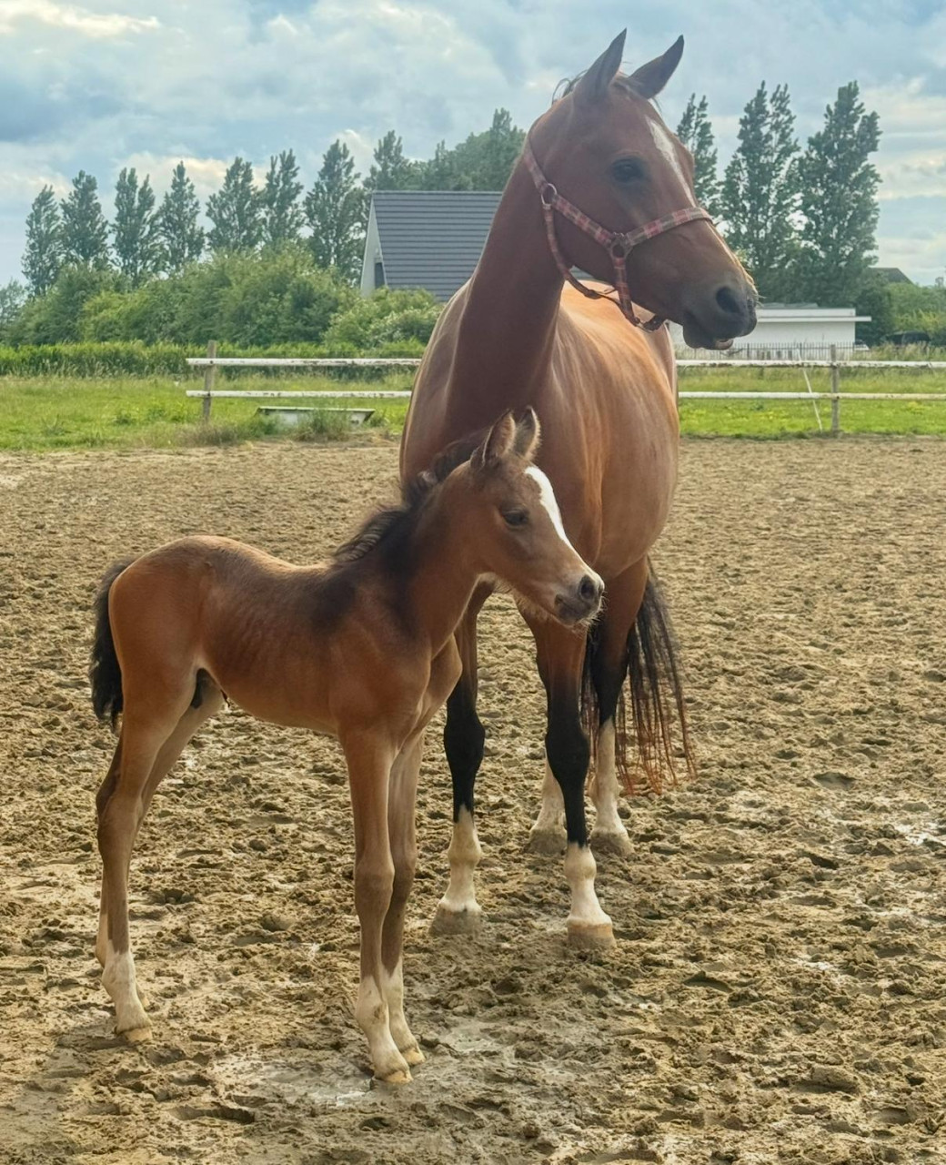 Knappe en lieve welshmerrie