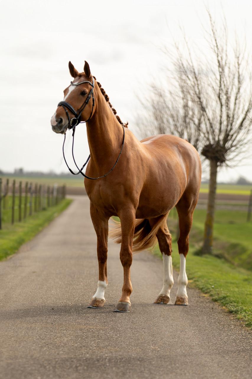 Talentvolle vos ruin (2009)