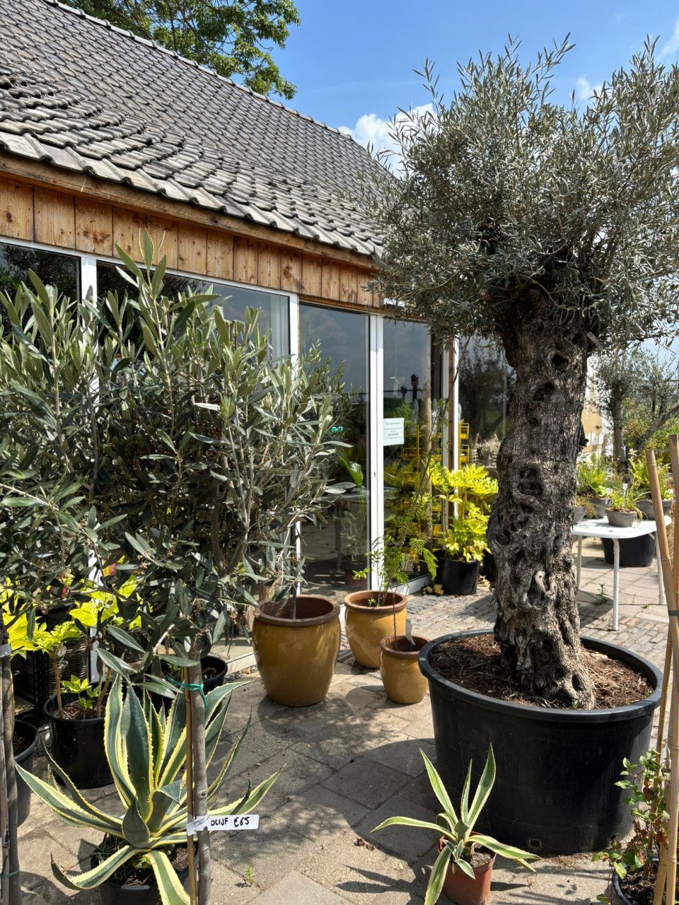 30% korting op alle planten, bomen en potten!