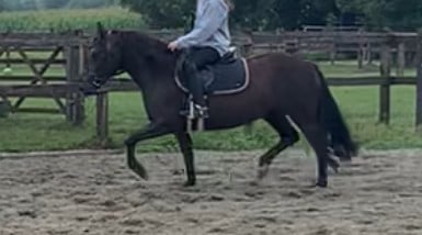 Mooie recreatie pony