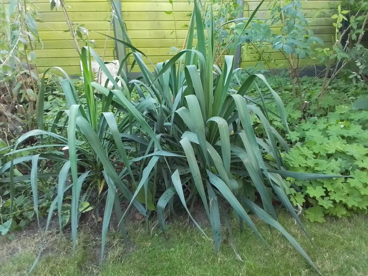 Palmlelie (Yucca flaccida)