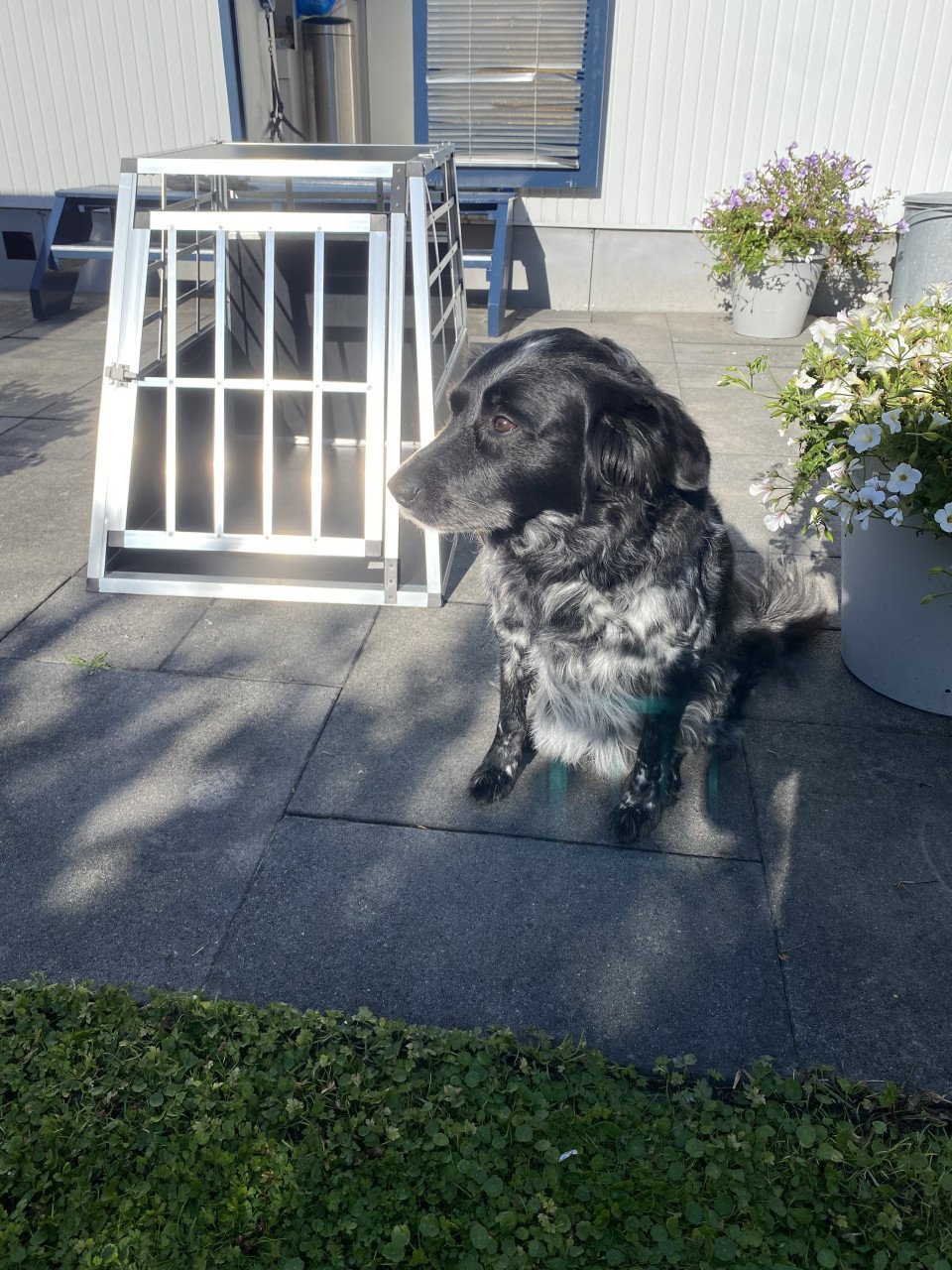 Honden bench voor auto