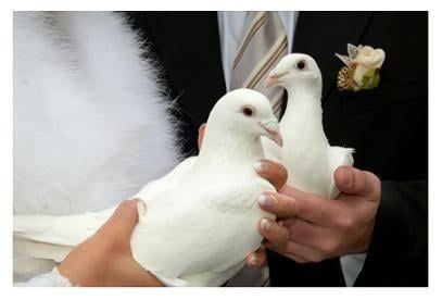 Witte duiven
