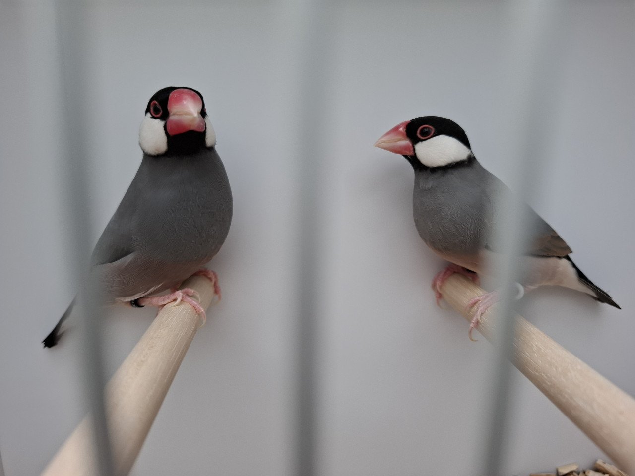 Rijstvogels