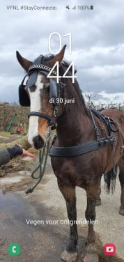Paarden Verzorgster
