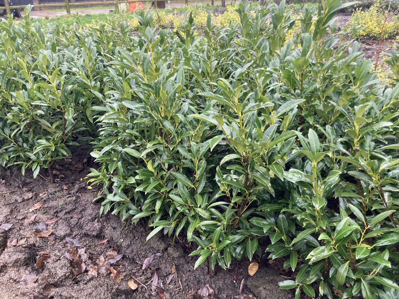 Laurierstruiken Prunus Herbergii