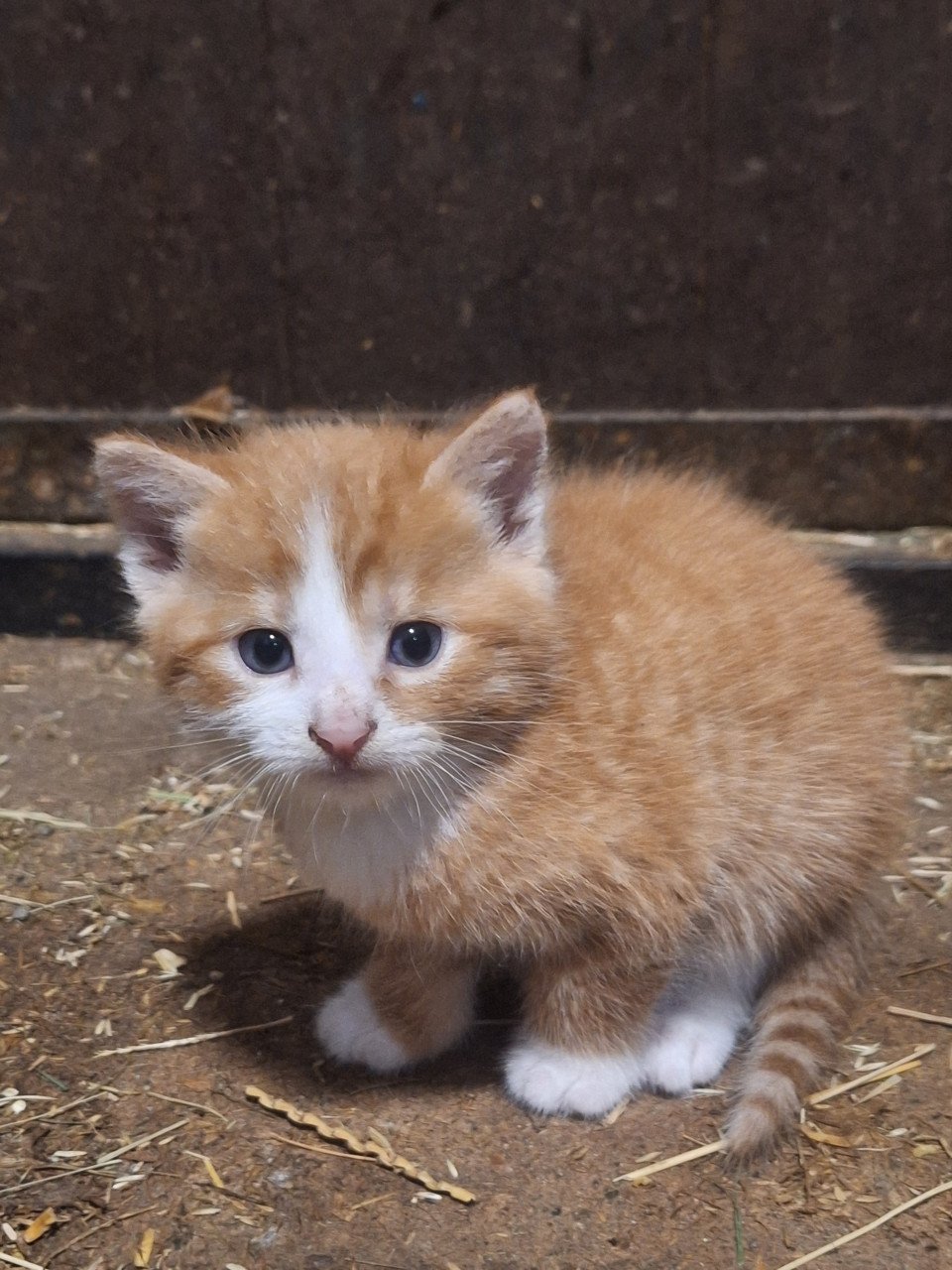 Lieve Kittens te koop!