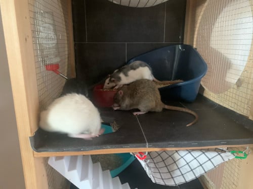 Lieve aanhankelijke ratten!