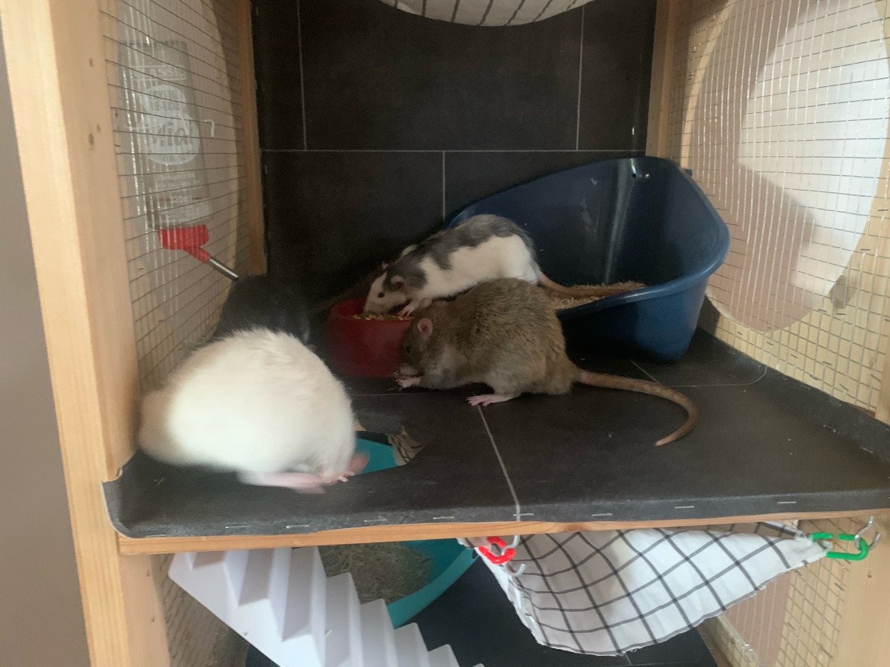 Lieve aanhankelijke ratten!