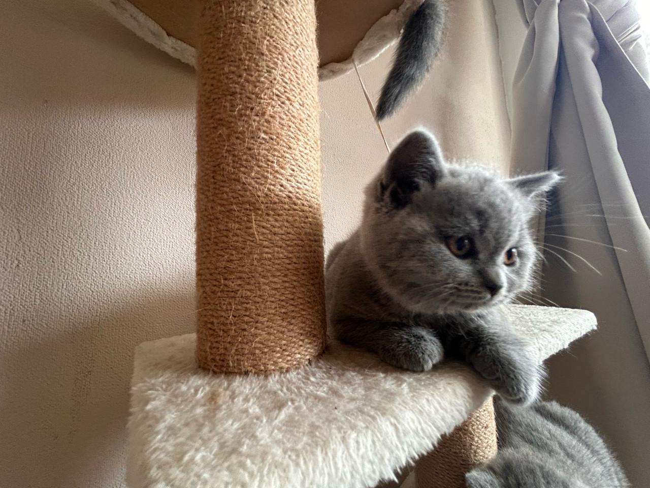 Brits korthaar kittens met stamboom