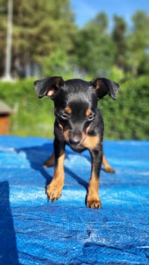2 dwergpinscher reutjes