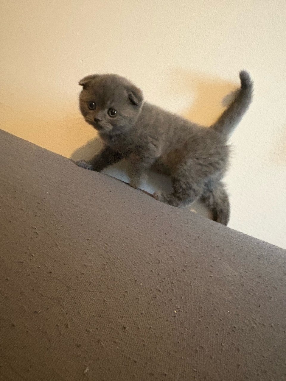 Britse Korthaar Kittens