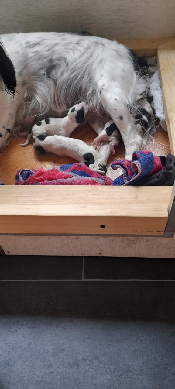 Nestje Engelse Springer Spaniëls