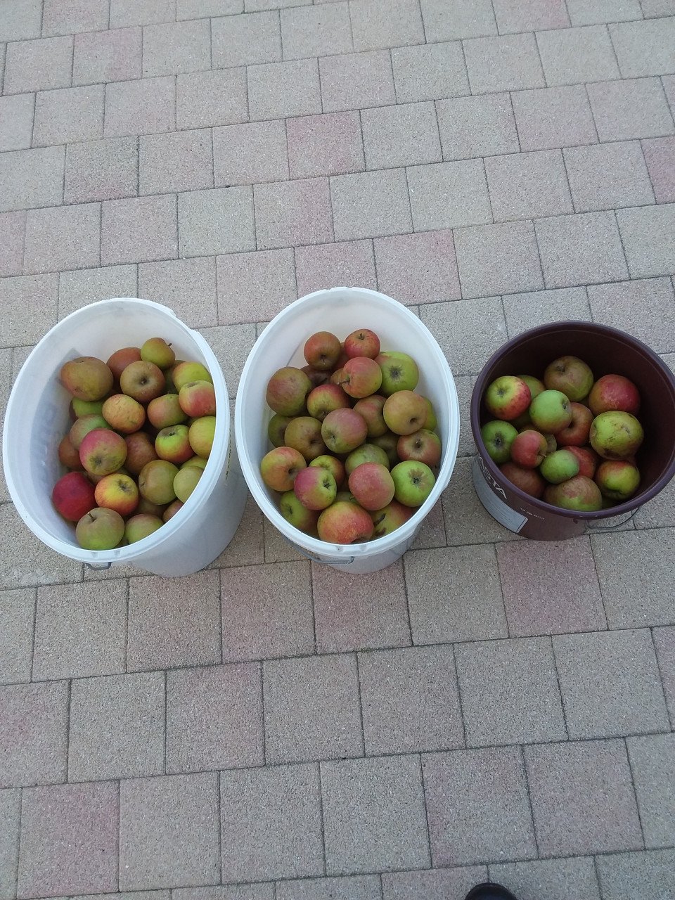 Appels en Stoofperen BIO