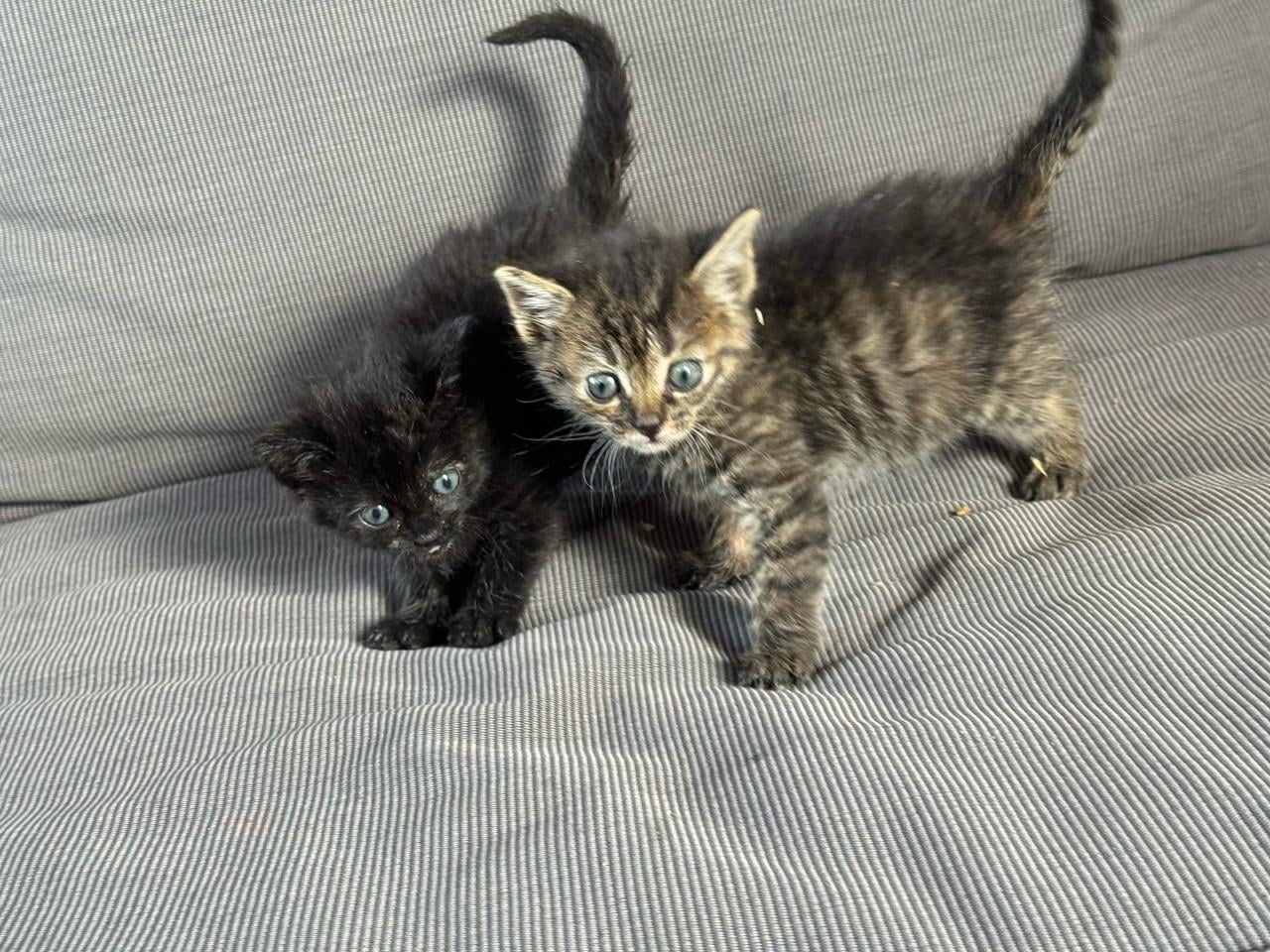 Kittens