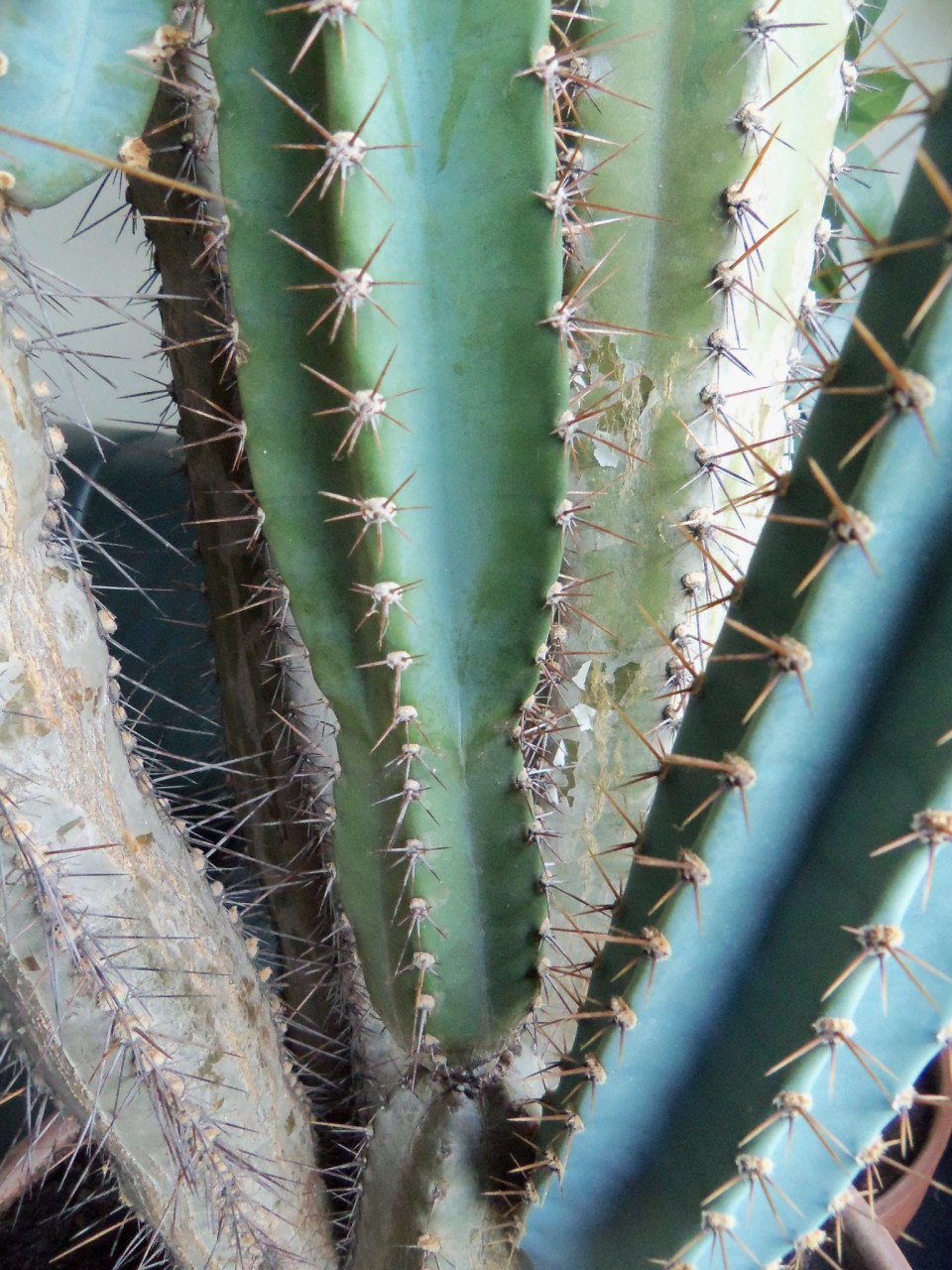 CACTUS 34 JAAR OUD,120 CM HOOG