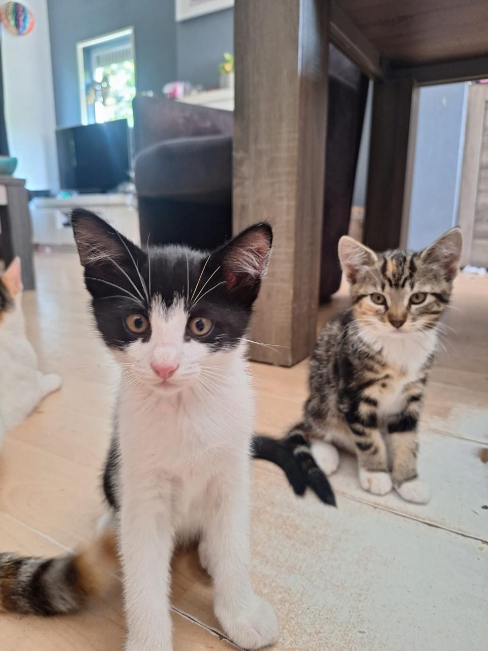 Kittens