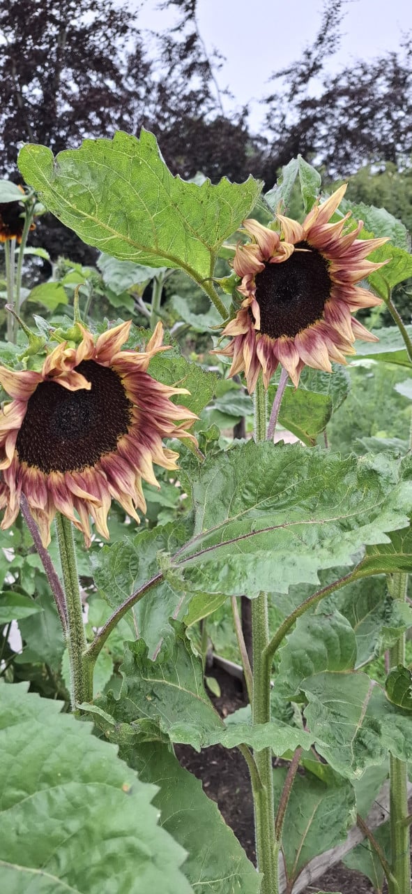 Zonnebloemen
