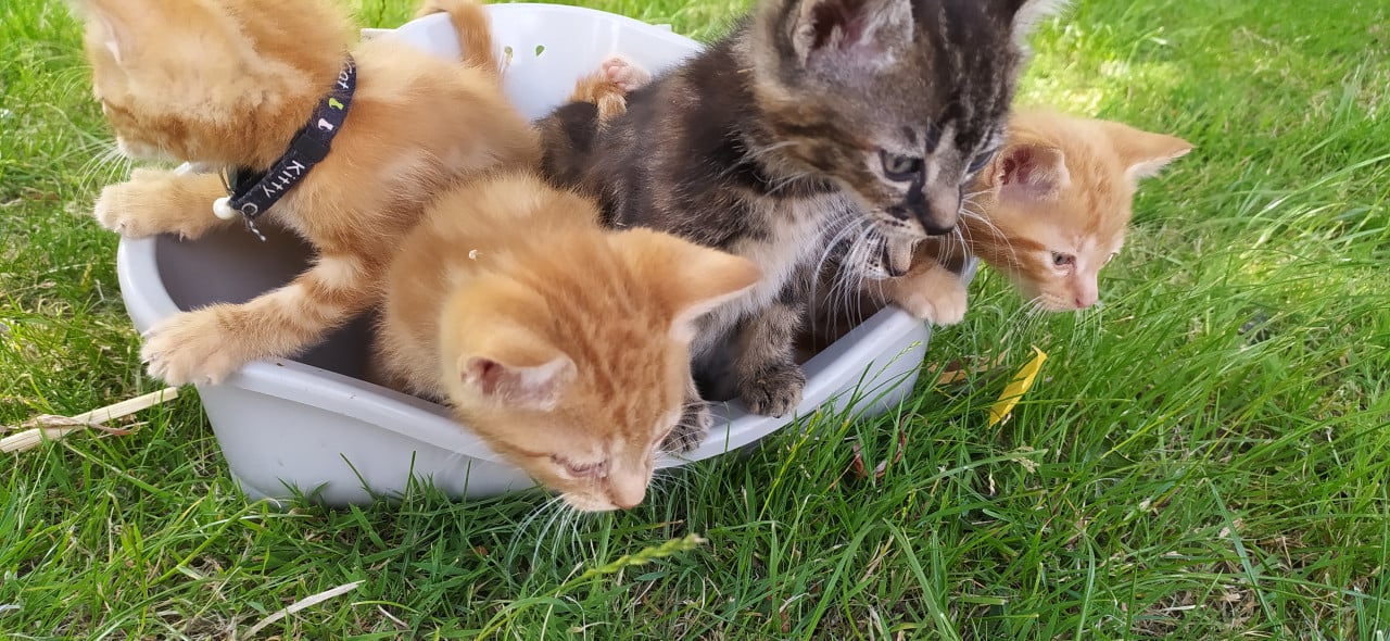 Schattige kittens