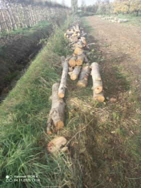 Openhaardhout, mooie stammen elzenhout